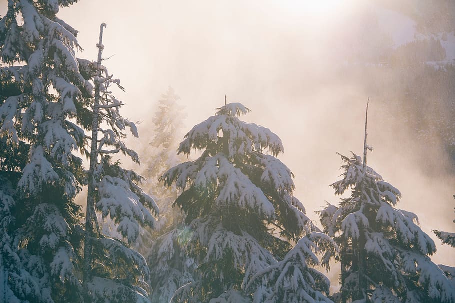 tree, forest, wilderness, mountain, snow, cold, winter, mountain range HD wallpaper