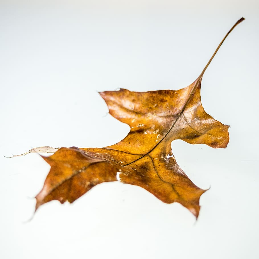 HD wallpaper: dried leaf, maple leaf, flora, plant, paper, tree, oak ...