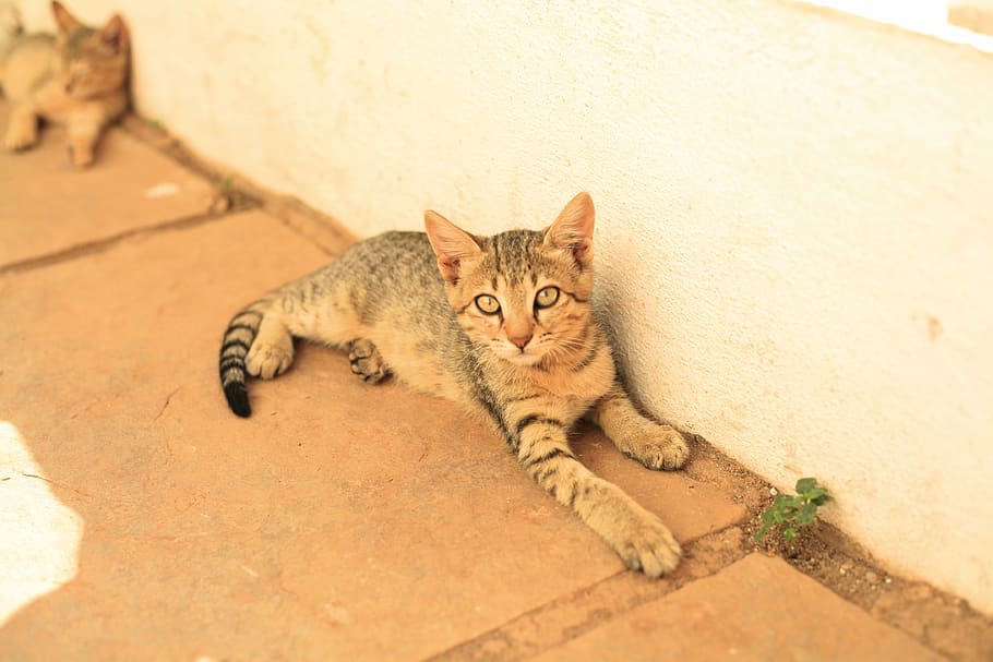 india, agonda, palolem, brown cat, beautiful cat, cute kitten, HD wallpaper