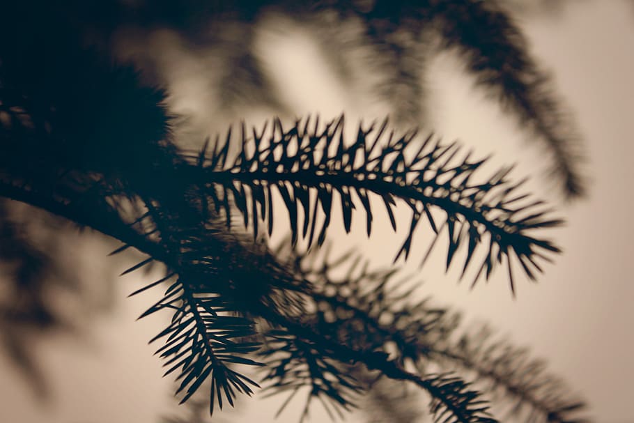 tree, pine, forest, nature, outdoors, wilderness, branches HD wallpaper