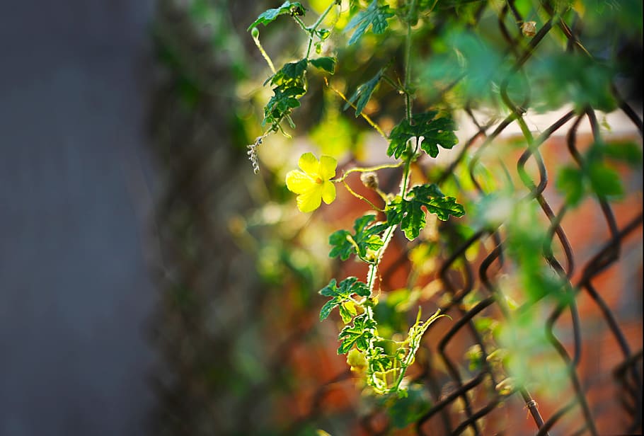 Shallow Focus Photography of Green Plants, beautiful, blooming HD wallpaper