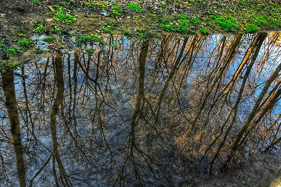 water, reflection, trees, plant, growth, nature, tranquility HD wallpaper