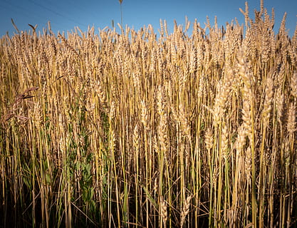 field, wheat, summer, wheat field, barley, arable, meadow, harvest HD wallpaper