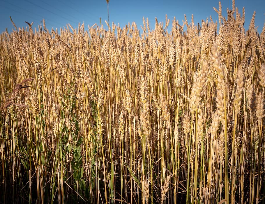 field, wheat, summer, wheat field, barley, arable, meadow, harvest HD wallpaper