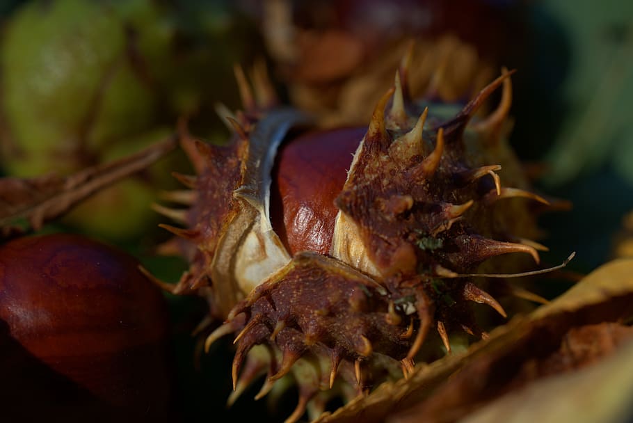chestnut, autumn, brown, shell, chestnut fruit, autumn fruit HD wallpaper