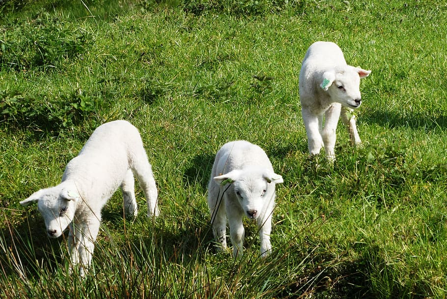 lambs, pasture, spring, young, animals, sheep, frolic, farm animal HD wallpaper