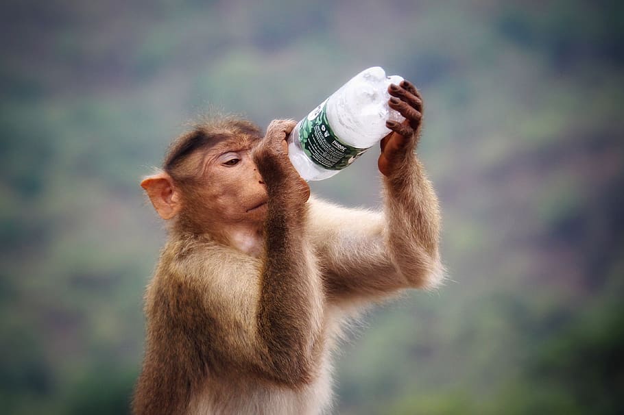 HD wallpaper: Primate Holding Clear and Black Labeled Bottle, action ...