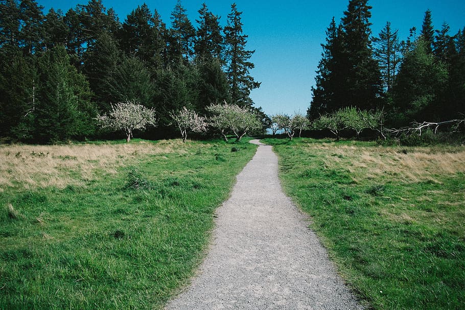 road surrounded by green leafed trees, path, pathway, grass, outdoor HD wallpaper