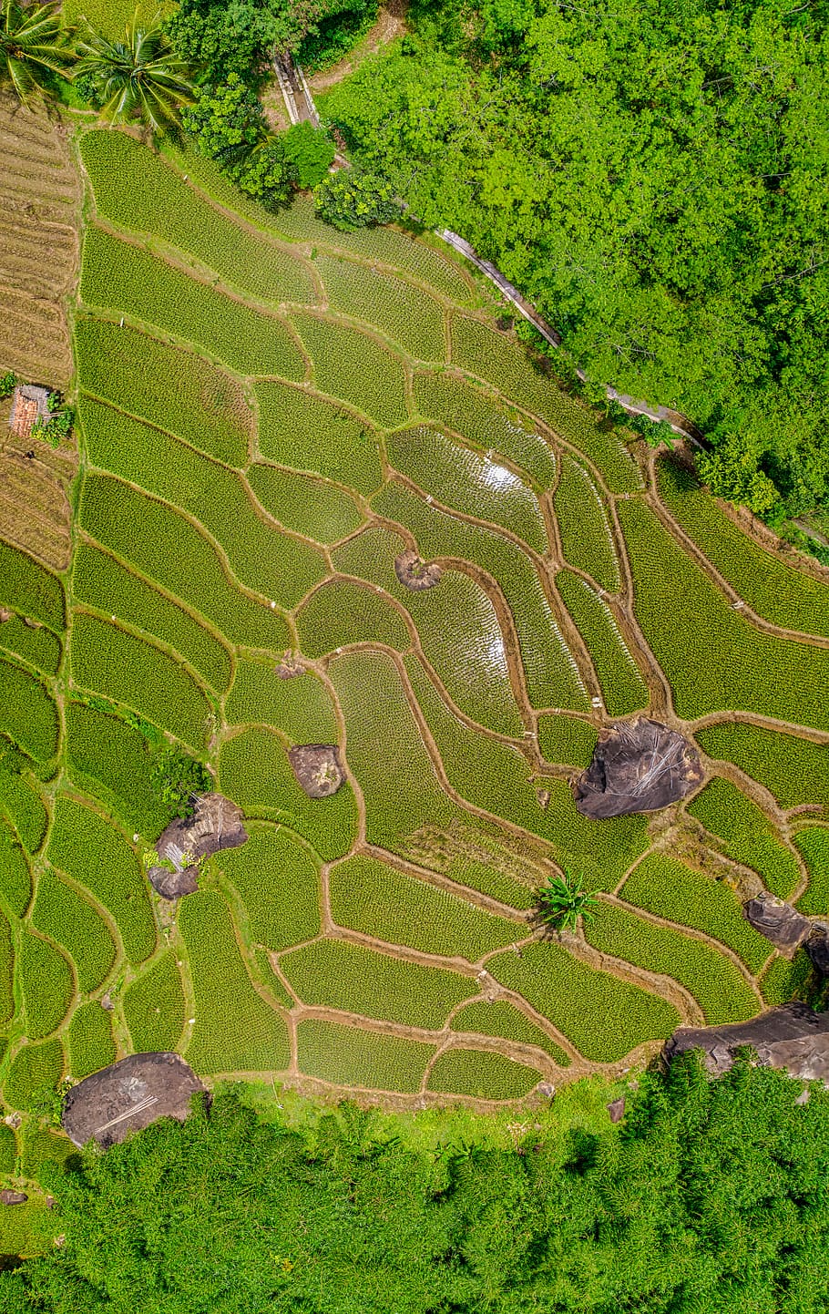 Bird's Eye View Photography Of Rice Terraces, aerial shot, cropland, HD wallpaper