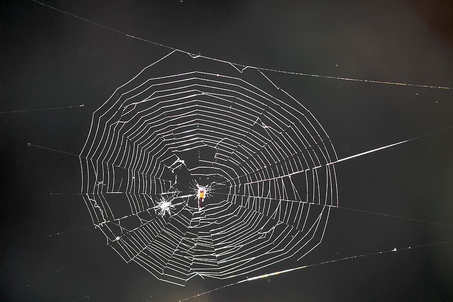spider, web, insect, nature, bug, spider web, fragility, vulnerability HD wallpaper