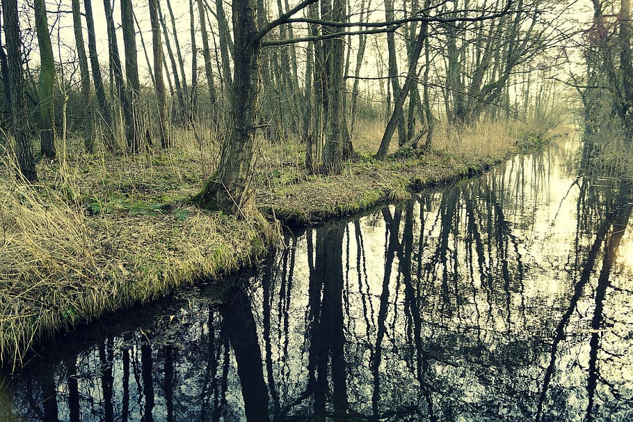 bach, trees, mirror image, mirroring, river, nature, forest HD wallpaper