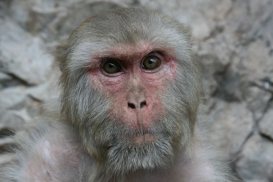 monkey, india, portrait, close, animal themes, primate, animal wildlife HD wallpaper