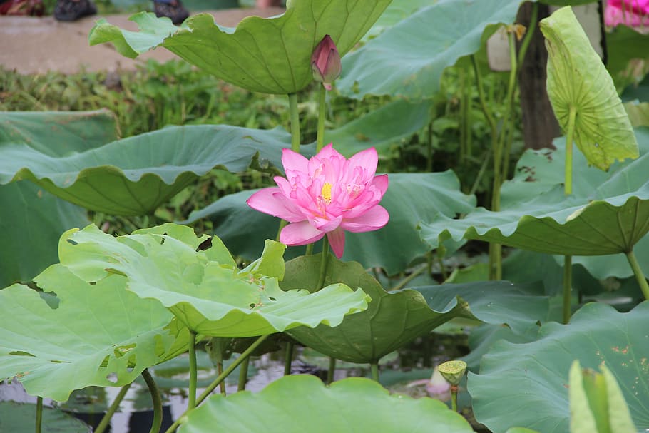 lotus, leaf, lake, pond, plant part, flower, beauty in nature, HD wallpaper