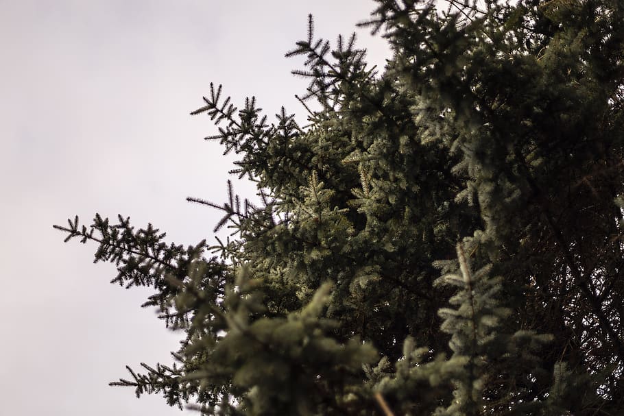 green leaf plant under white clouds, tree, fir, abies, conifer HD wallpaper