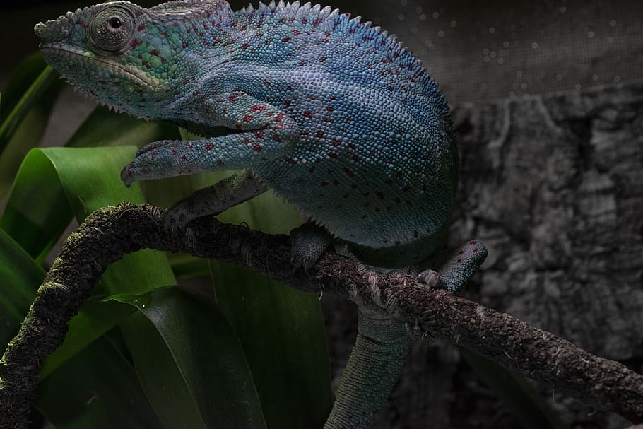 panther chameleon, close up, terrarium animals, lizard, reptile, HD wallpaper