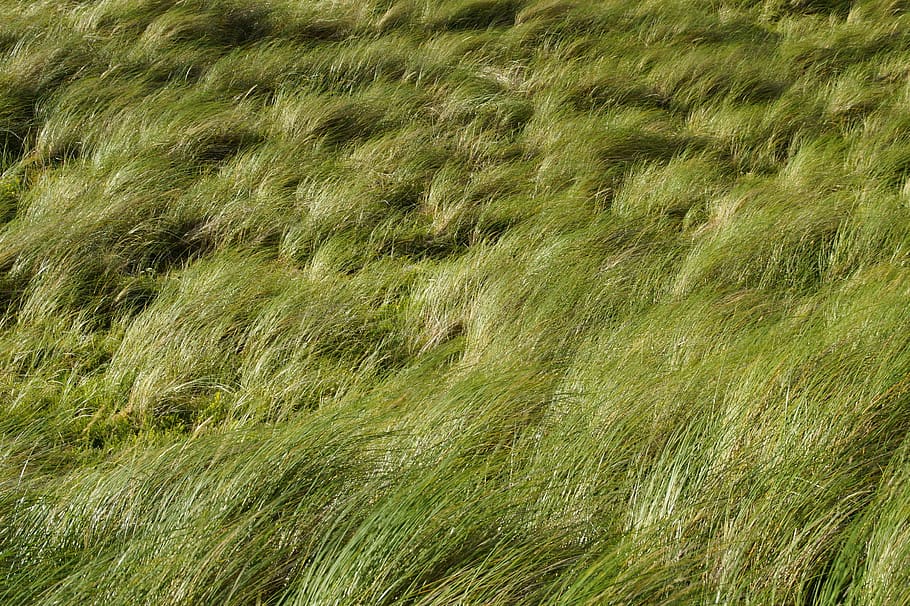 dune, grass, wind, texture, structure, background, scotland HD wallpaper