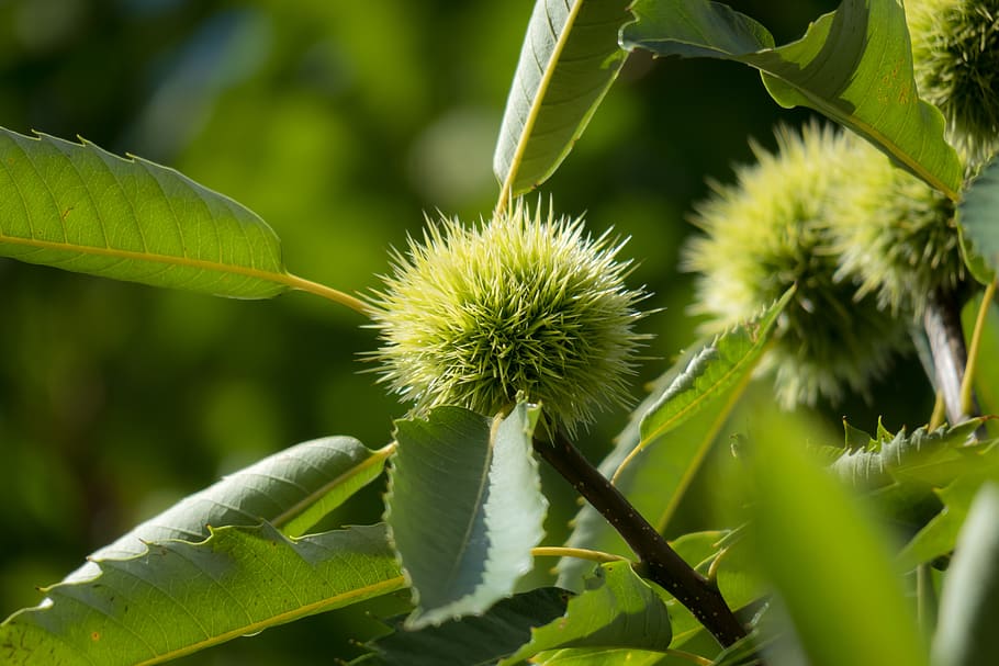 chestnut, fruit, prickly, edible, autumn, maroni, branch, plant HD wallpaper