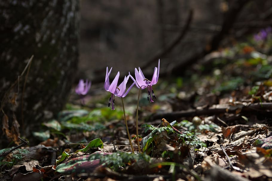 nature, outdoors, leaf, plants, how do, spring, wildflower HD wallpaper
