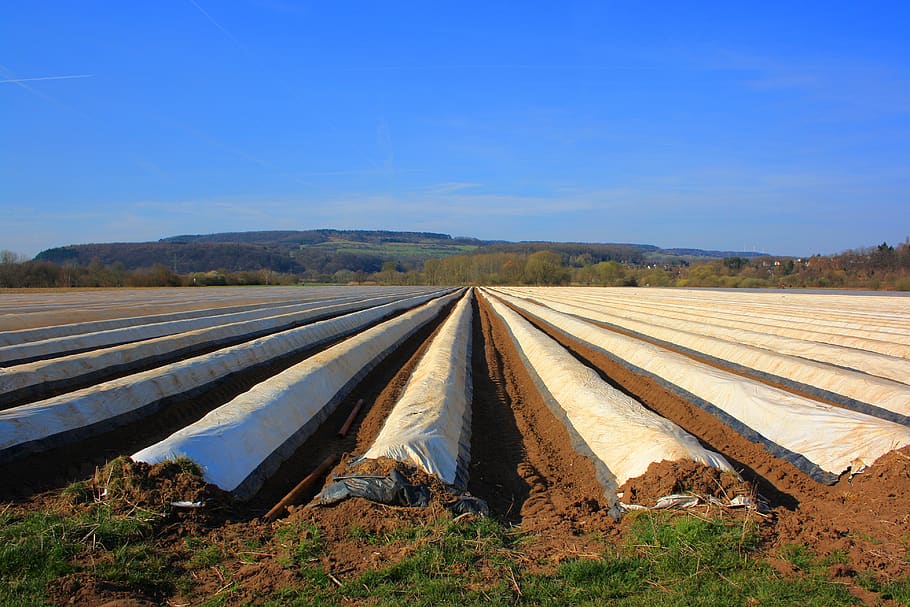 asparagus, vegetables, agriculture, fields, rural, asparagus field HD wallpaper