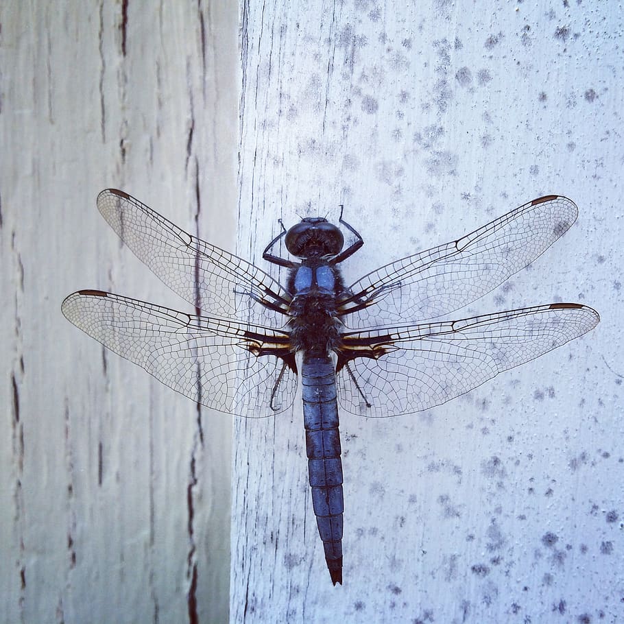 Blue Dragonfly On Wall, close-up, insect, wings, animal, one animal HD wallpaper