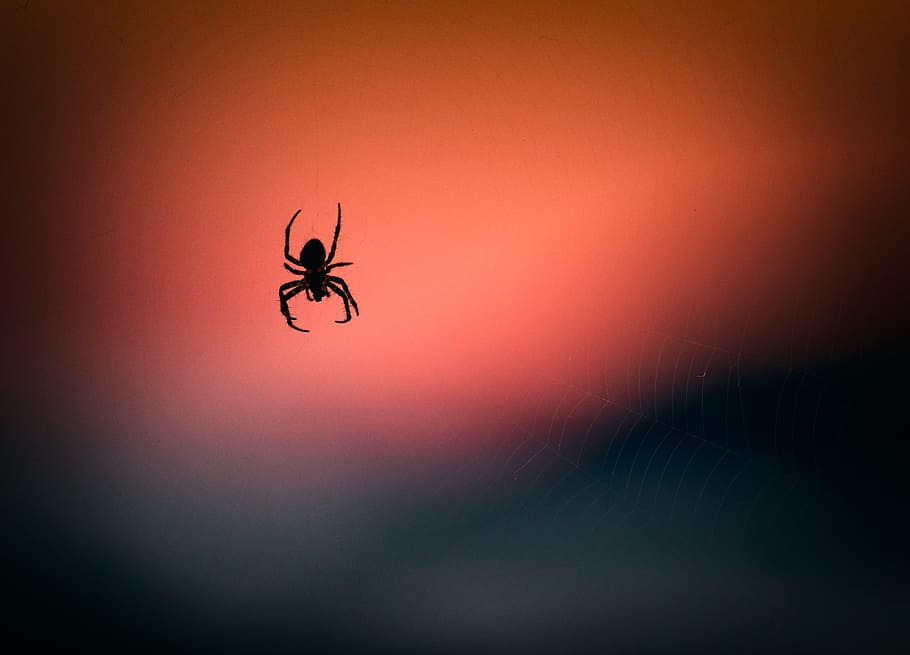 silhouette photography of spider, arachnid, insect, dark, closeup HD wallpaper