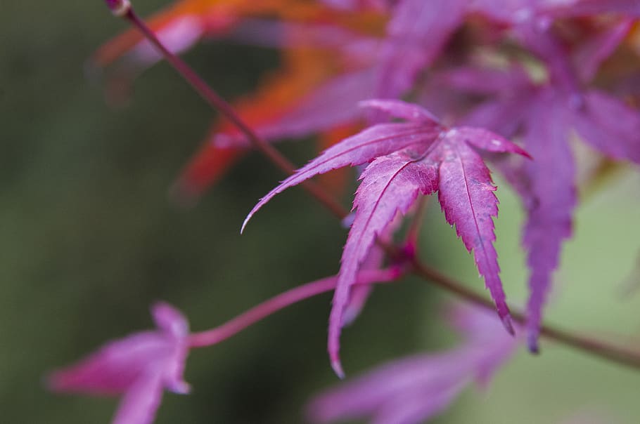 leaf, clone, red, tree, nature, plant, flower, close-up, flowering plant HD wallpaper