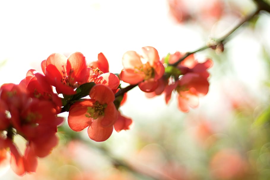 tree, spring, blossom, summer, flower, garden, plant, beauty in nature HD wallpaper