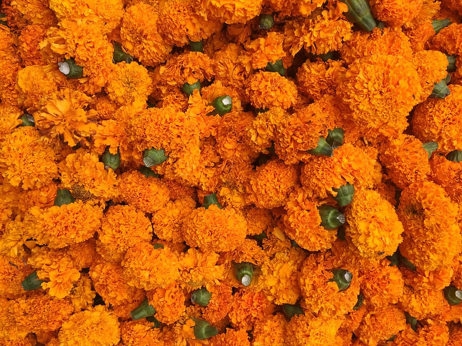 india, new delhi, chandni chowk, marigold, green, flowerbed