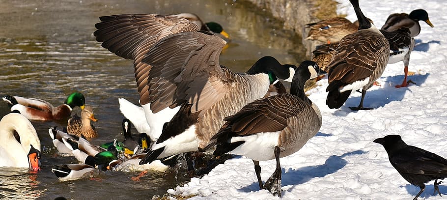 goose, flying, flight, ducks, swans, birds, water bird, animal world HD wallpaper