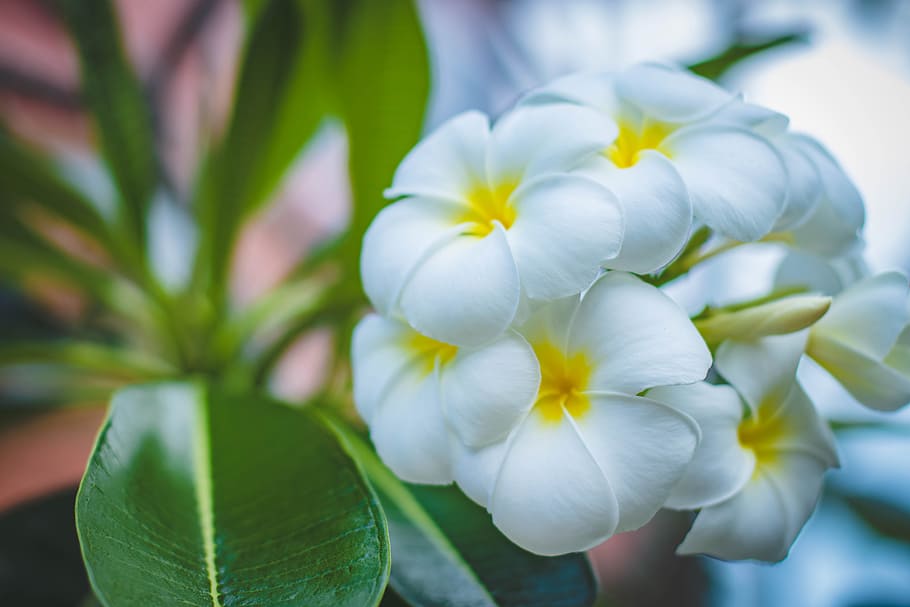 Closeup Photo of White Petaled Flowers, aromatherapy, beautiful HD wallpaper