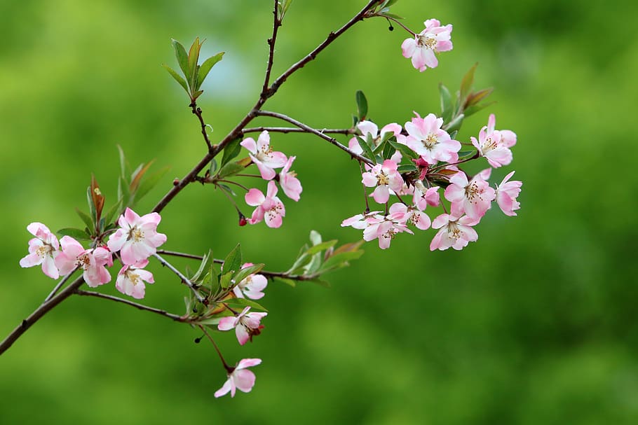 spring, spring flowers, nature, plants, season, garden, flowering HD wallpaper