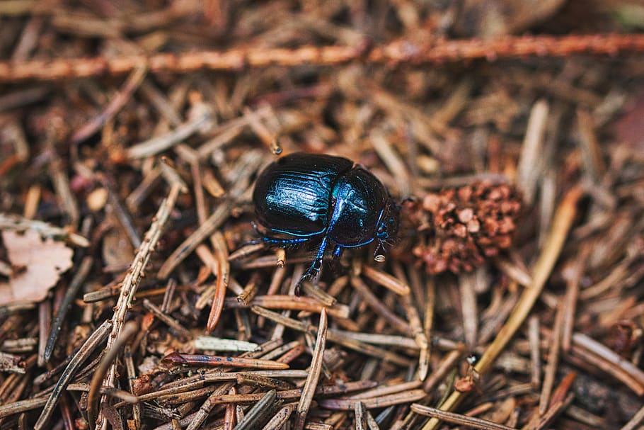 beetle, forest floor, insect, close up, nature, forest dung beetle HD wallpaper