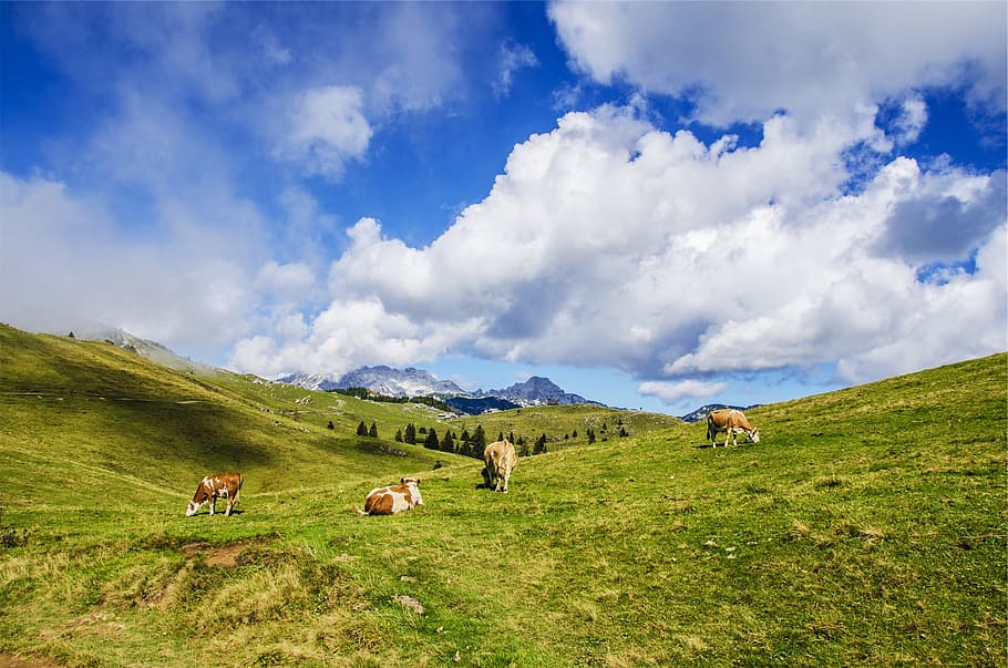 landscape, green, grass, fields, cows, animals, mountains, hills HD wallpaper