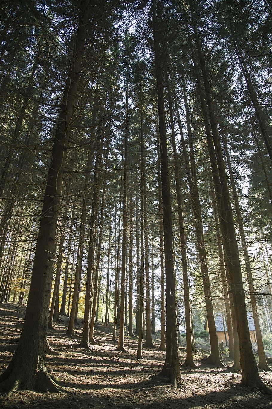 trees, woods, forest, tall, old, plant, land, woodland, trunk HD wallpaper