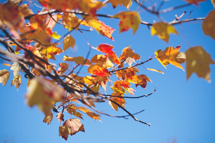 Yellow Leafed Tree, nature, autumn, plant part, branch, change HD wallpaper
