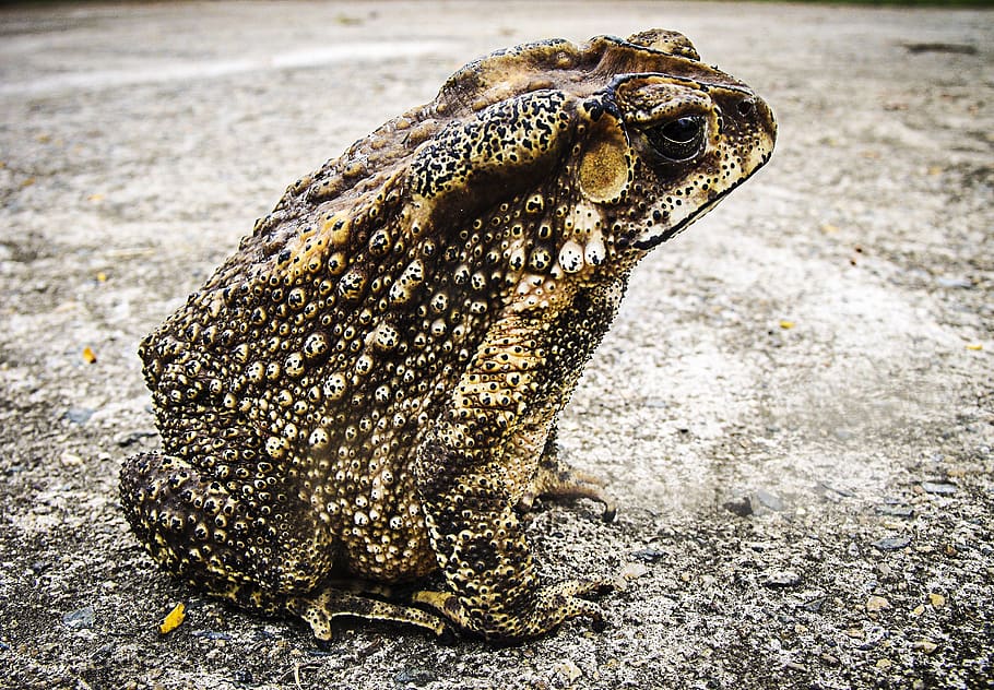 Black and Brown Frog Sitting on White Concrete Floor, amphibian HD wallpaper