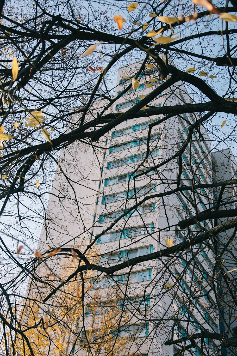 germany, berlin, tree, trees, windows, building, white, autumn HD wallpaper