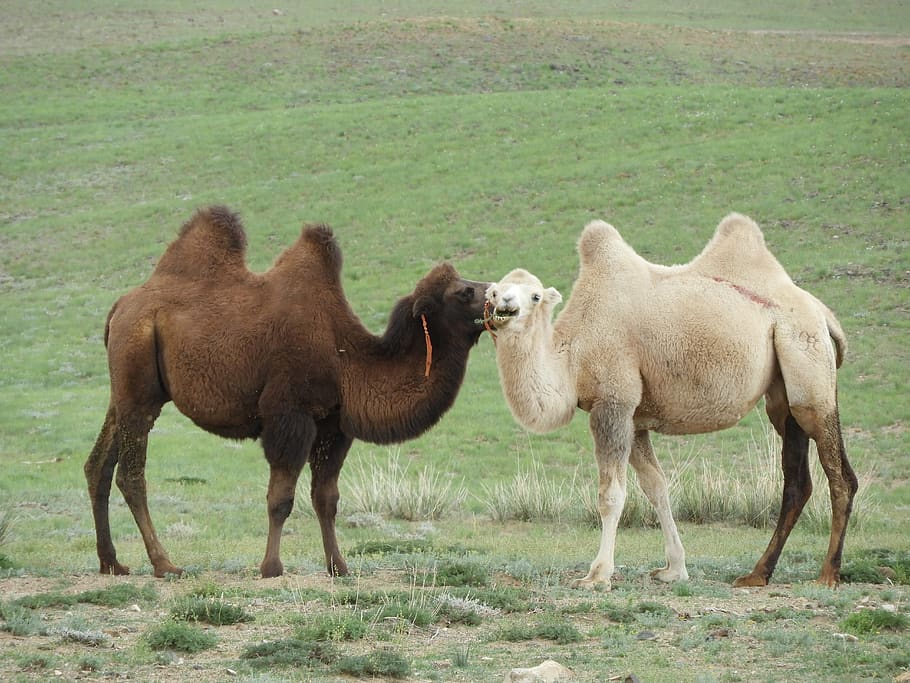 camel, steppe, desert, mongolia, summer, heat, molt, wool, bactrian HD wallpaper