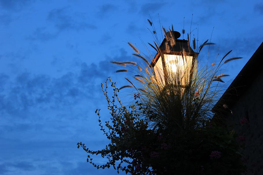 france, alsace, night, cold, light, riquewihr, tree, plant HD wallpaper