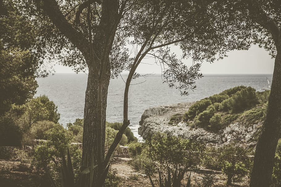 green leaf tree beside seashore, plant, tree trunk, outdoors HD wallpaper