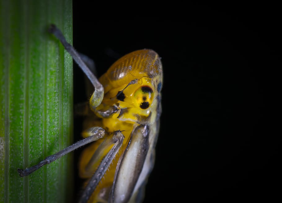 yellow and gray cricket, insect, grasshopper, cricket insect HD wallpaper