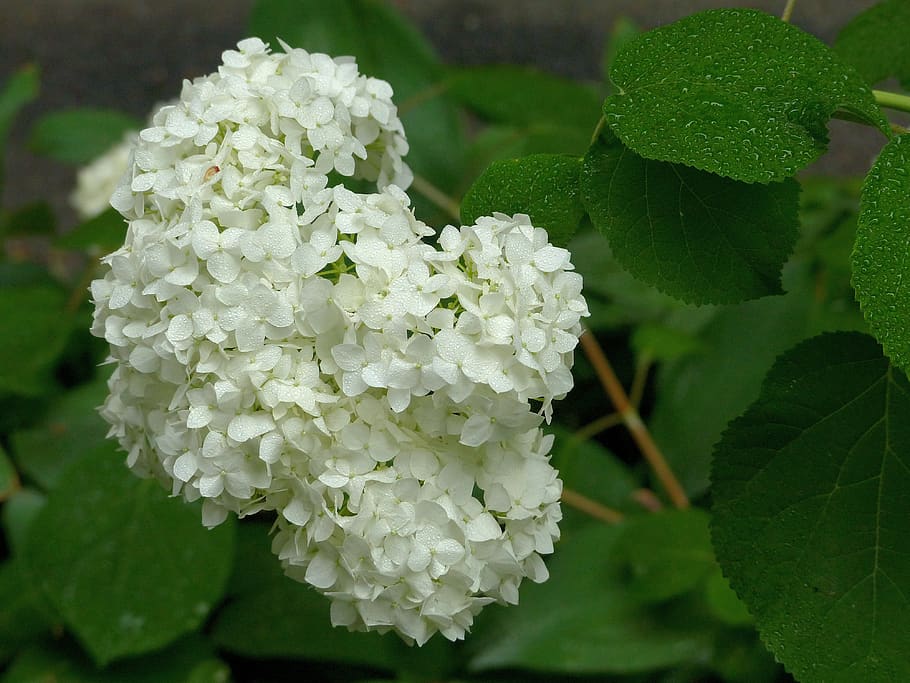 hydrangea, flower, drops, rain, summer, flowering plant, beauty in nature HD wallpaper