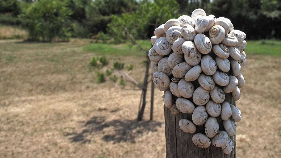nature, shell, snail, no people, day, land, food, field, focus on foreground HD wallpaper