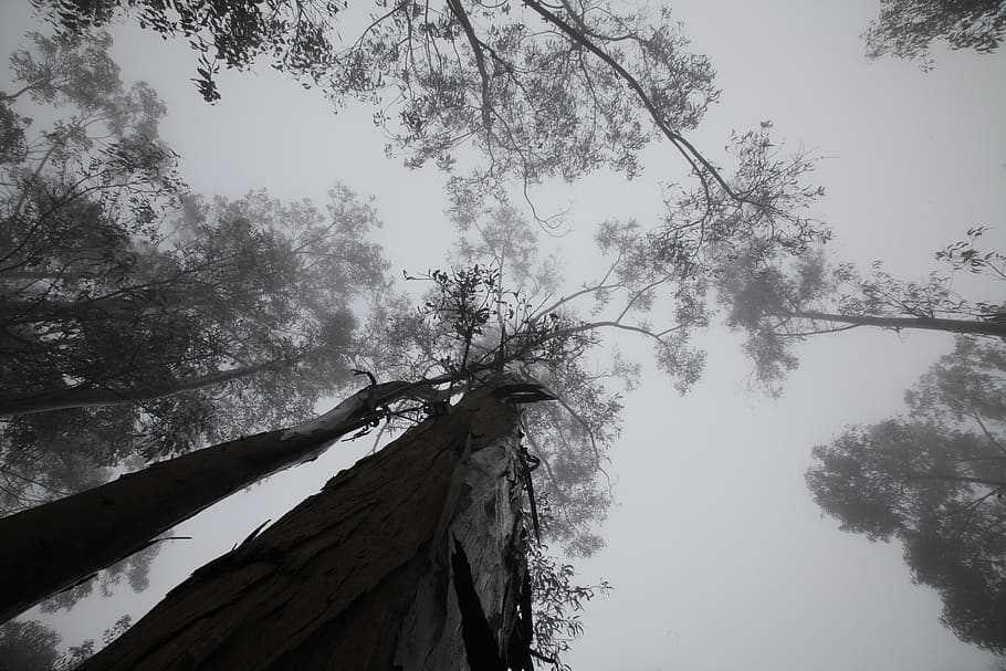 trees, cloudy, clouds, fog, cups, landscape, nature, dark, plant HD wallpaper