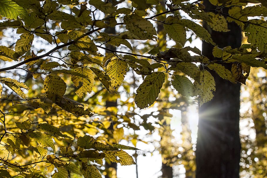 forest, shine, sun, nature, tree, light, rays, sunshine, landscape HD wallpaper