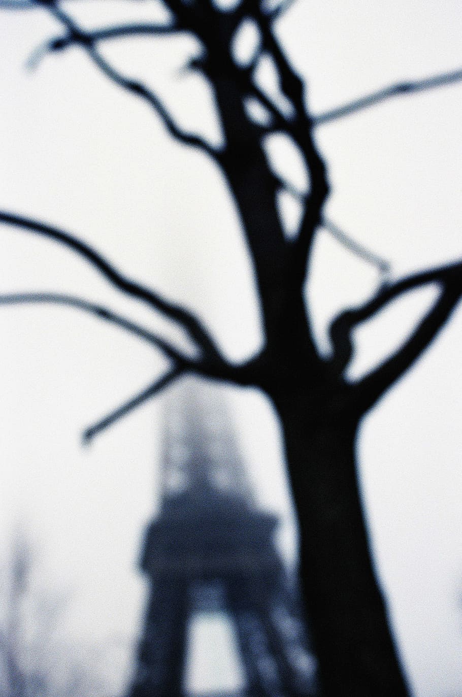 Tree and Eiffel Tower in Mist, analog, beautiful, blue, blur HD wallpaper