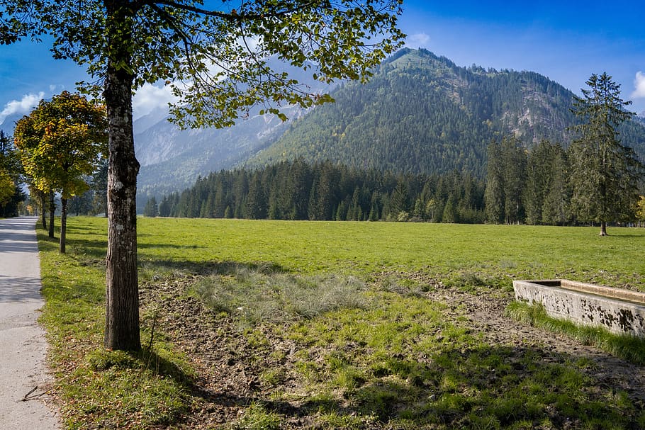 landscape, tree, nature, scenic, rest, meadow, green, plant, HD wallpaper