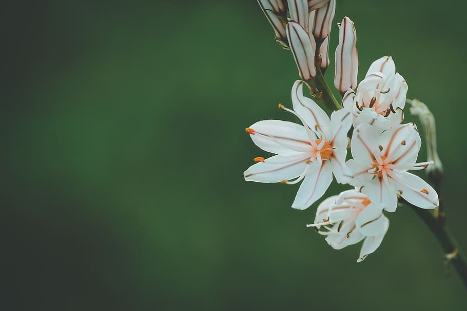 flower, white, petal, bloom, garden, plant, nature, autumn HD wallpaper