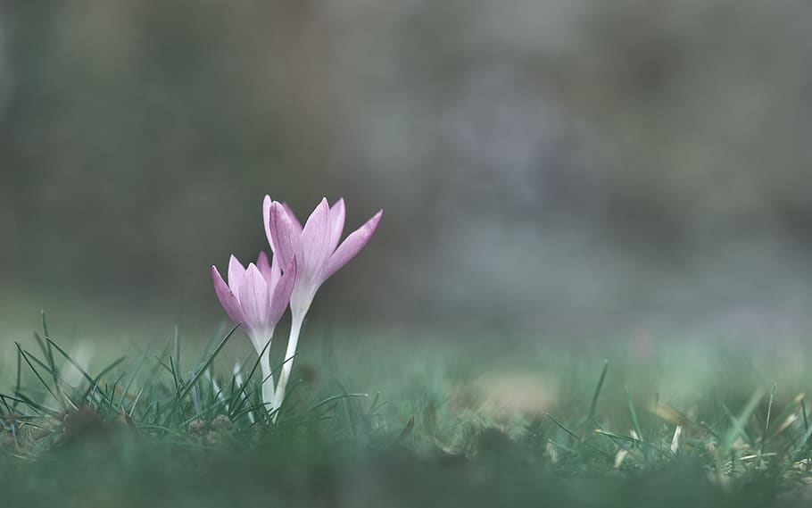 spring, crocus, nature, flower, plant, purple, blossom, bloom HD wallpaper