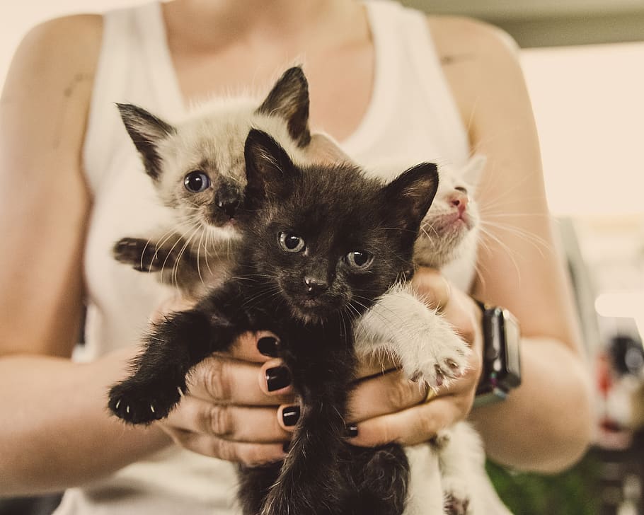 person holding 3 kittens, mammal, hand, domestic, pets, cat, human hand HD wallpaper